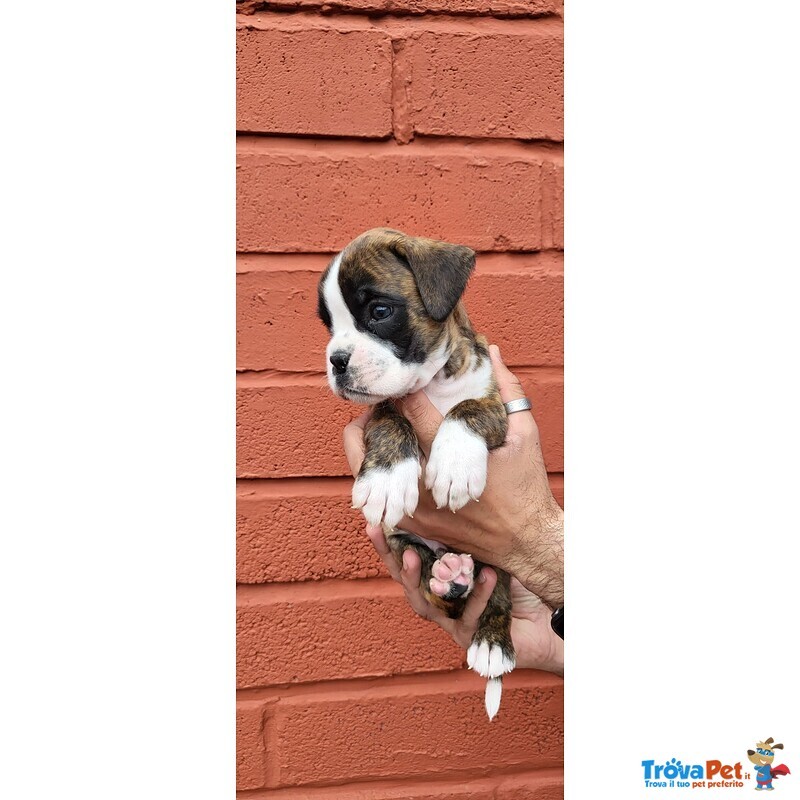 Cuccioli Boxer - Foto n. 2