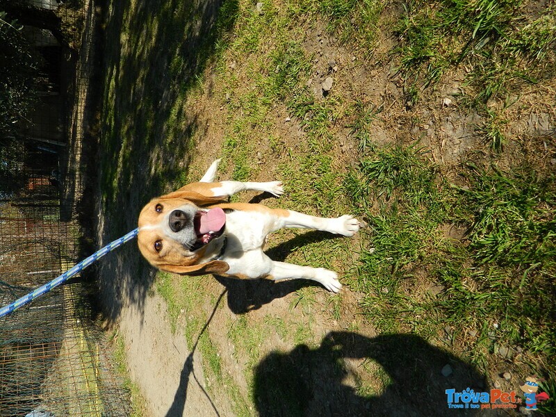 Toto 1 anno e Mezzo Simil Beagle - Foto n. 2