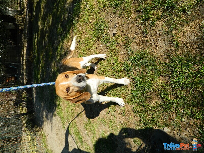 Toto 1 anno e Mezzo Simil Beagle - Foto n. 3