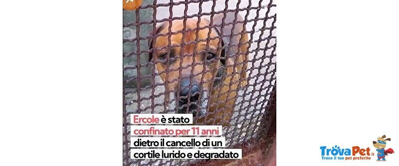 Ercole Abbandonato X 11anni in 1cortile di Milano. Merita Finalmente 1casa Vera! - Foto n. 2