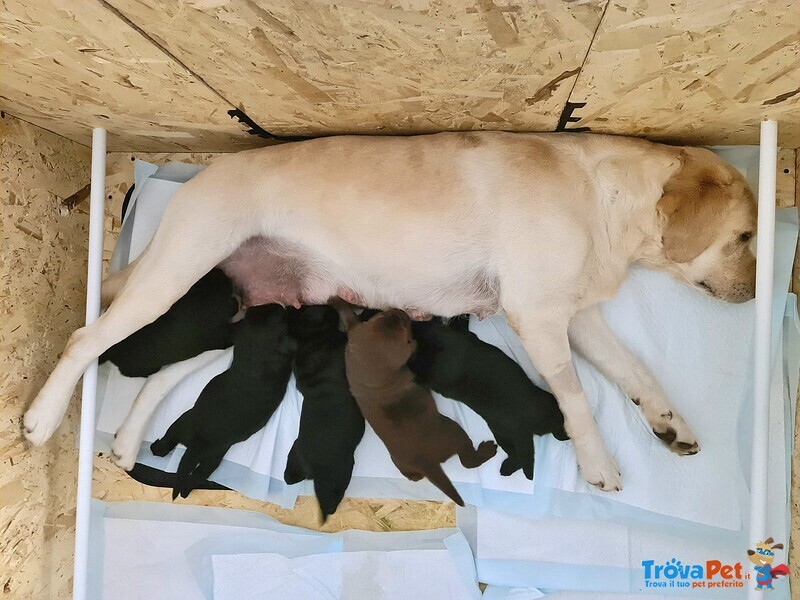 Cuccioli Labrador nero con Pedigree, Bellissimi! - Foto n. 4