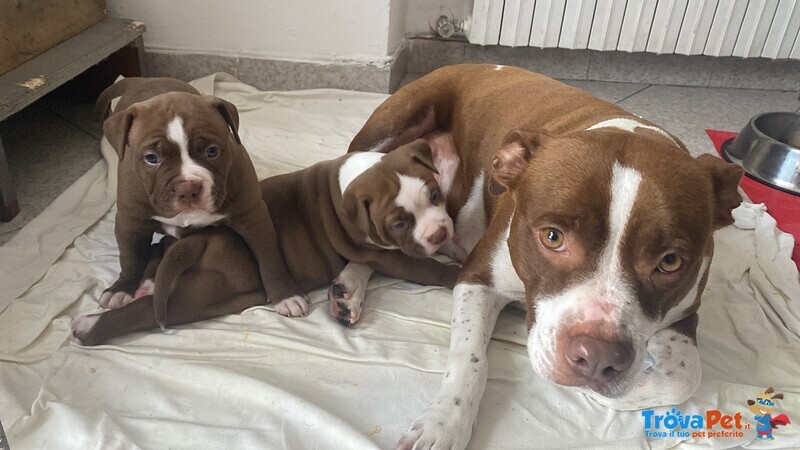 Cuccioli di Pitbull red Nose - Foto n. 5