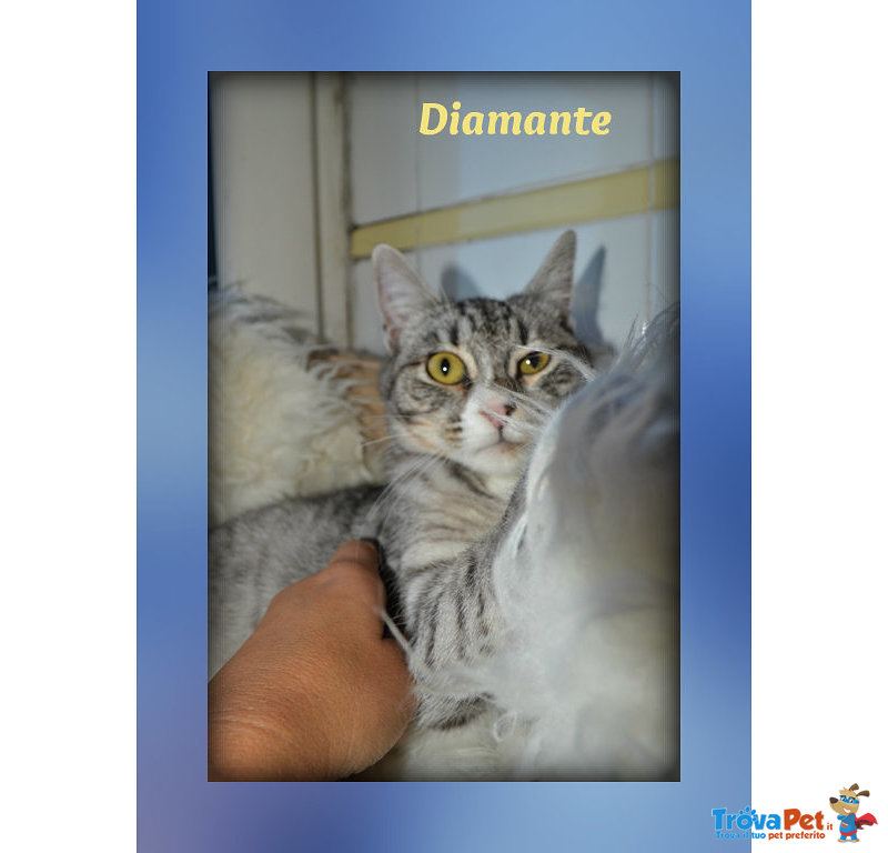 Gattina Diamante Stupenda e Dolcissima! - Foto n. 1