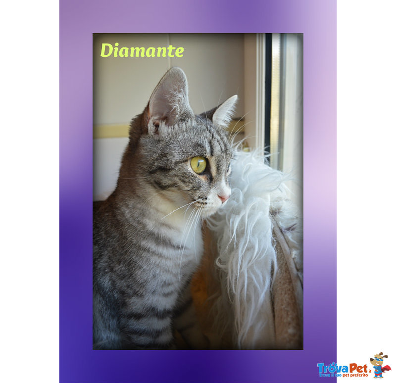 Gattina Diamante Stupenda e Dolcissima! - Foto n. 2