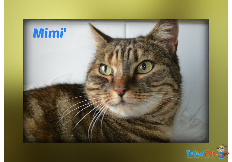: Mimi’ una Gattina Dolce e Affettuosa - Foto n. 1