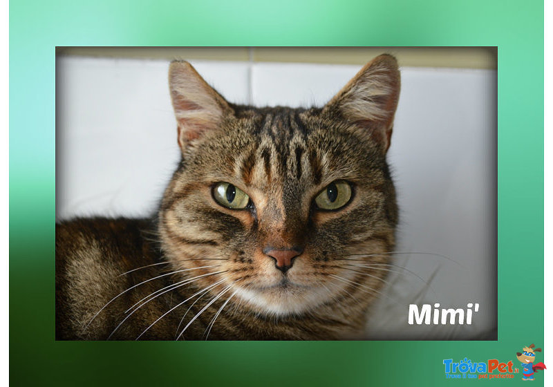 : Mimi’ una Gattina Dolce e Affettuosa - Foto n. 3