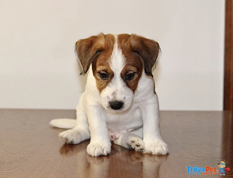 Cuccioli jack Russell Terrier - Foto n. 4