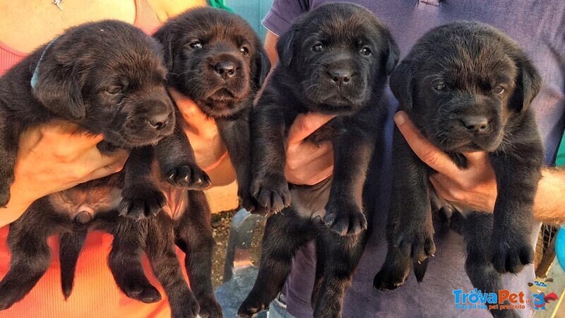 Cuccioli di Labrador con Pedigree - Foto n. 1