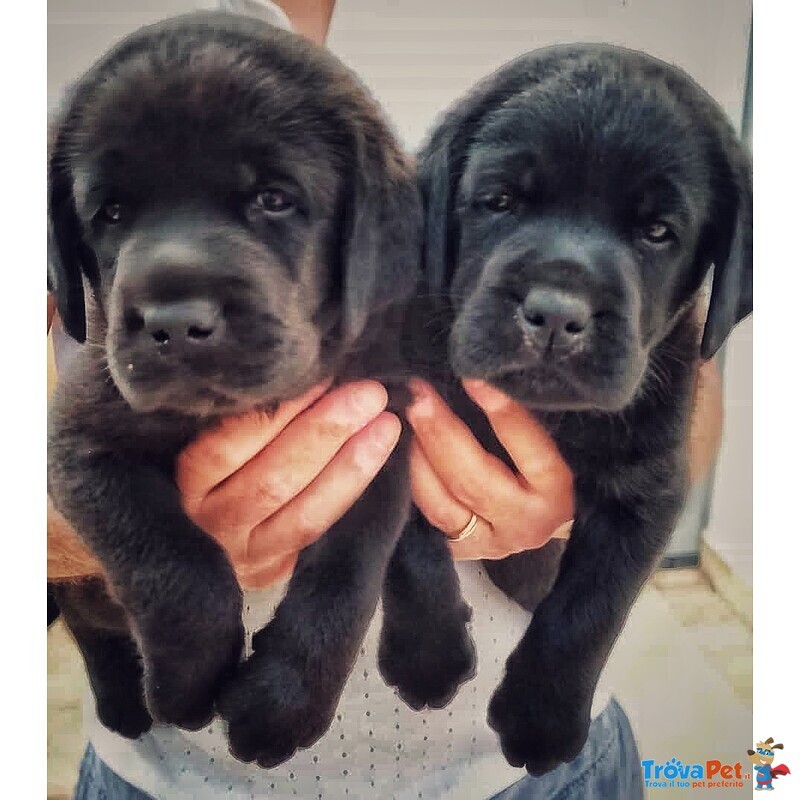 Cuccioli di Labrador con Pedigree - Foto n. 4