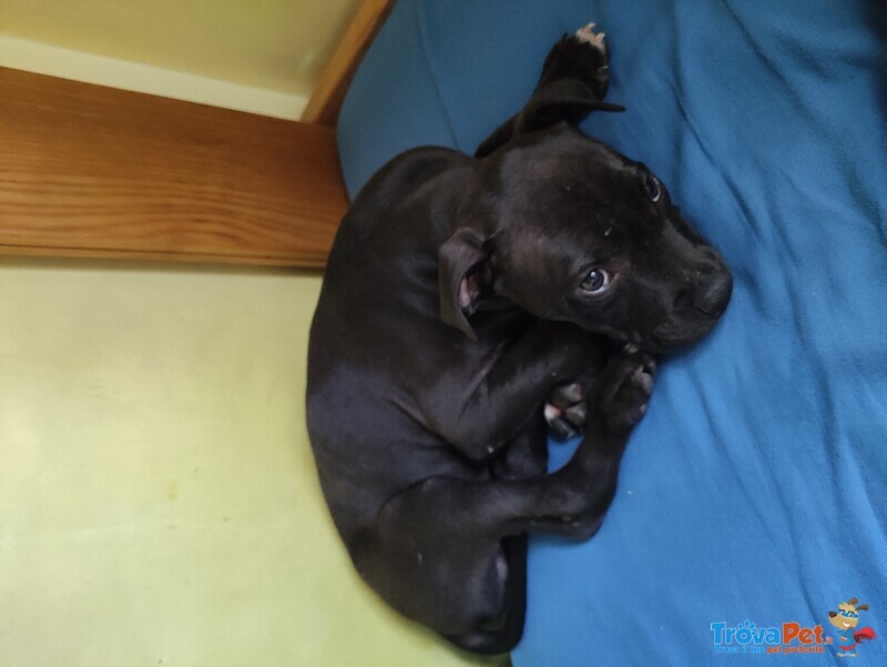 Regalo Cucciolo di Pitbull Terrier nero Maschio. - Foto n. 1