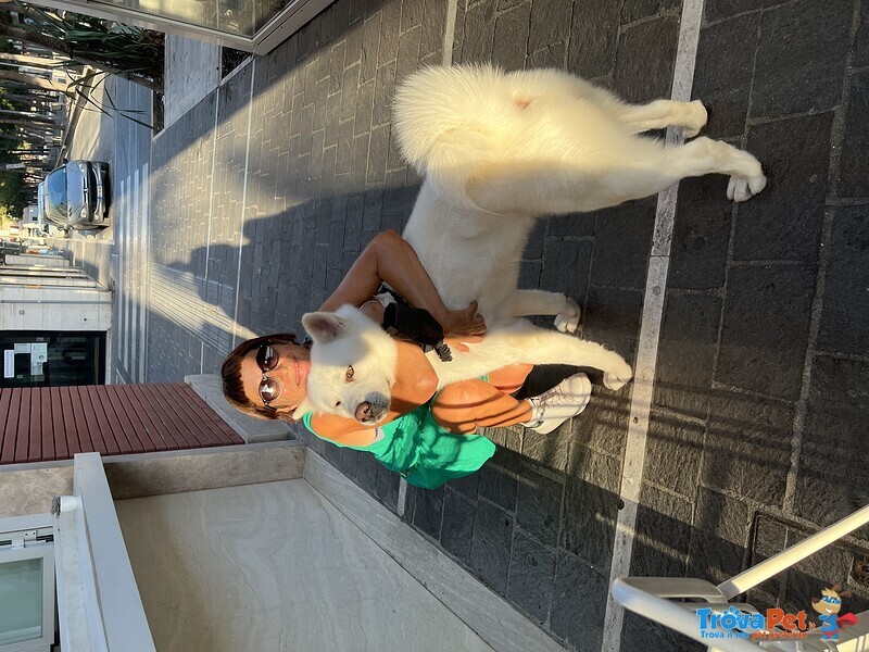 Cuccioli di Akita inu con Pedigree - Foto n. 1