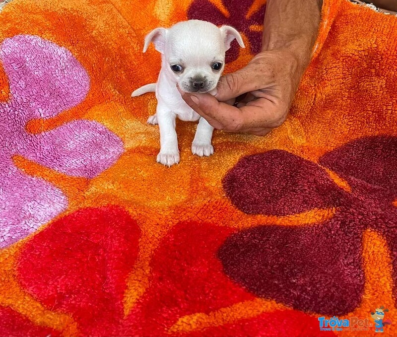 Chihuahua Cucciolo con Pedigree - Foto n. 1