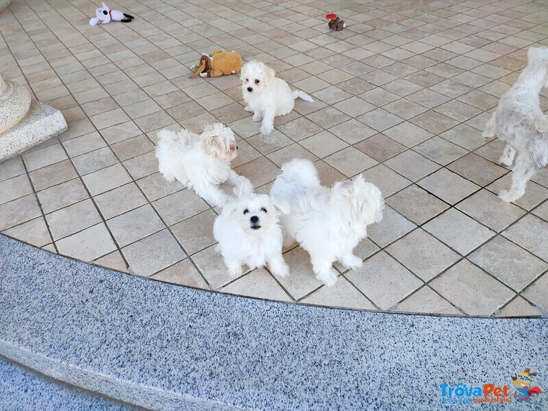 Cuccioli di puro Maltese - Foto n. 3