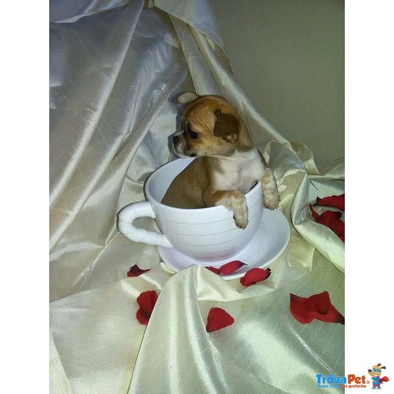 Chihuahua Cuccioli Disponibili - Foto n. 6