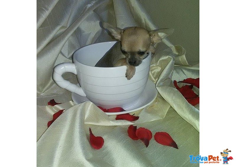 Chihuahua Cuccioli Disponibili - Foto n. 8