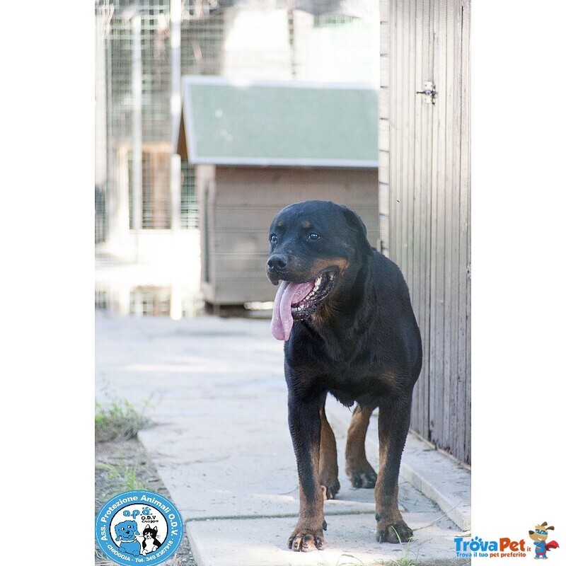 Abbey, Bellissima Rottweiler Femmina dal Carattere Equilibrato... - Foto n. 1
