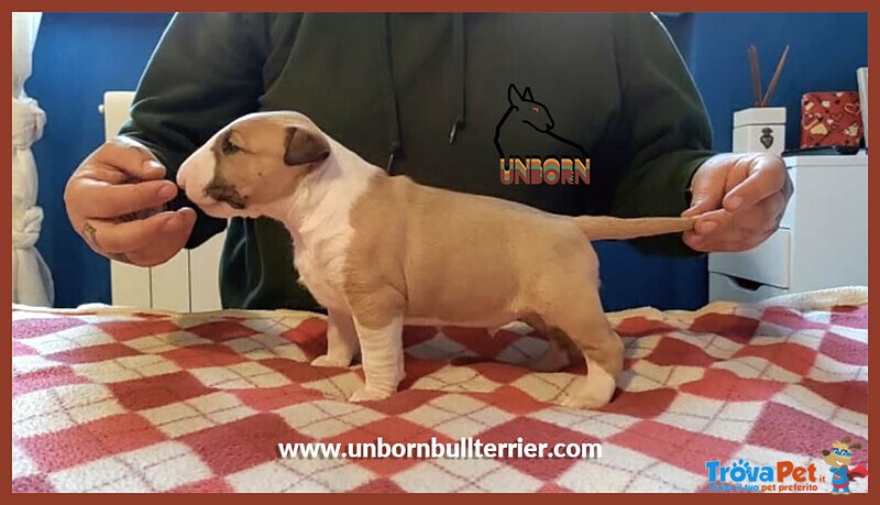 Bull Terrier Cuccioli - Allevamento Unborn Milano - Foto n. 1