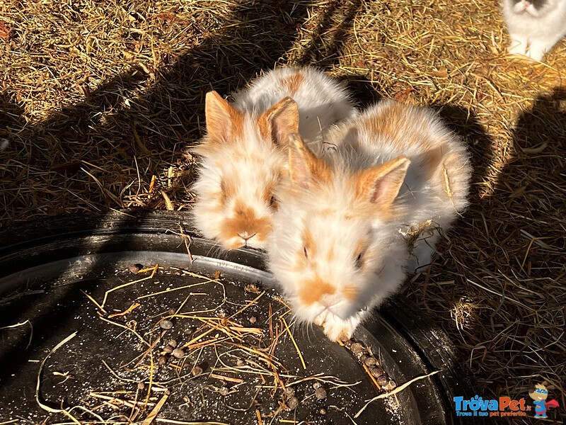 Cuccioli Conigli nani Testa di Leone - Foto n. 2