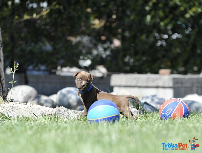 Cuccioli American Pitbull Terrier - Foto n. 6