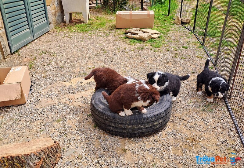 Cuccioli di Pastore Australiano con Pedigree - Foto n. 6