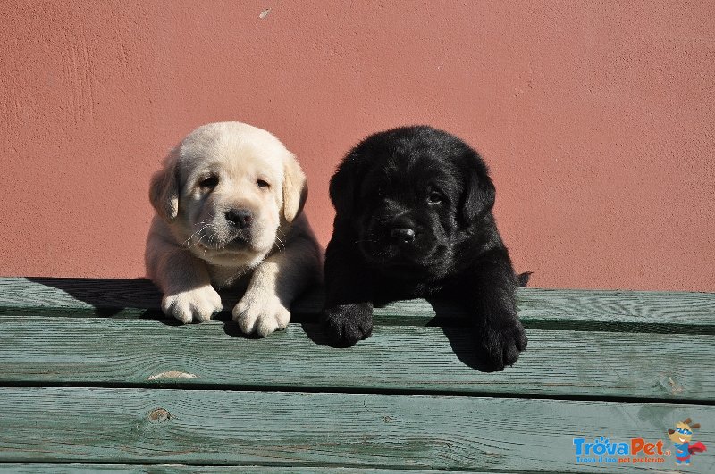 Cuccioli di Labrador Biondi e neri con Pedigree - Foto n. 1