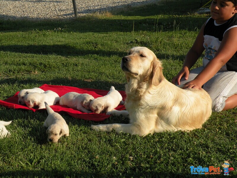 Cuccioli di Golden Retriever con Pedigree Enci - Foto n. 3