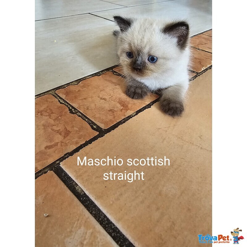 Cuccioli Scottish Fold/straigth - Foto n. 3