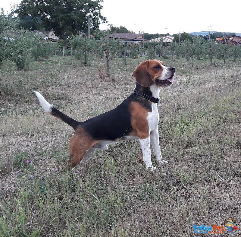 Beagle Maschio per Accoppiamento - Foto n. 1