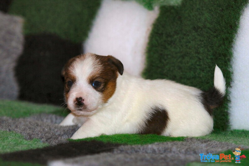Jack Russell Terrier Cuccioli - Foto n. 1