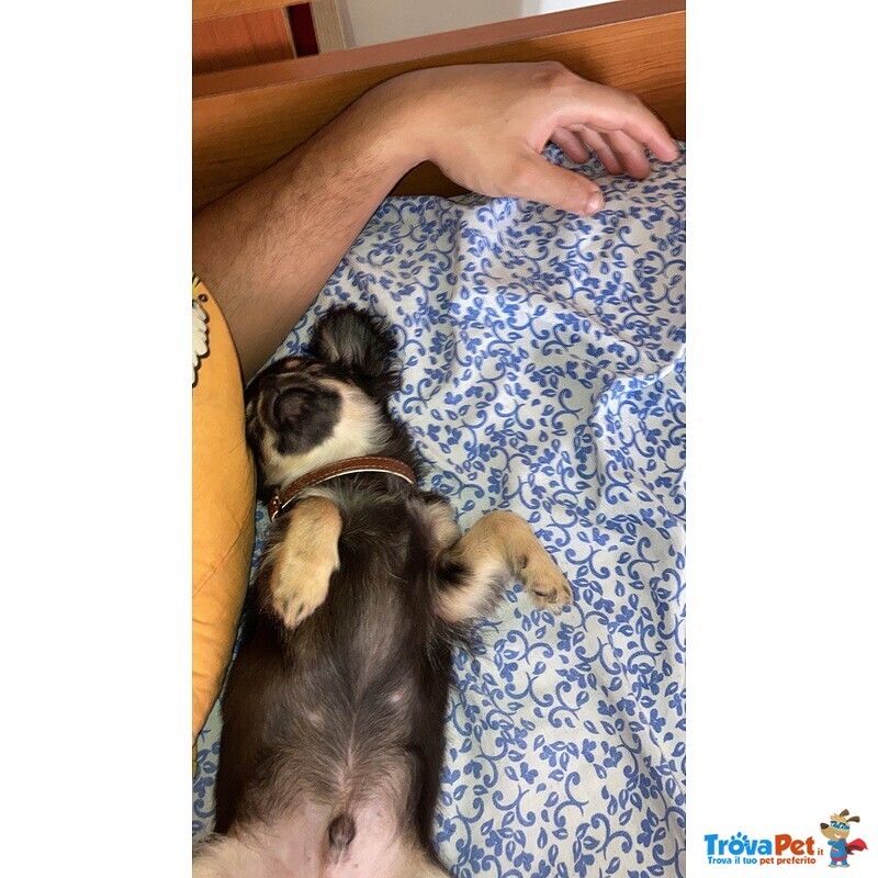 Chihuahua Maschio con Pedigree per Accoppiamento - Foto n. 2