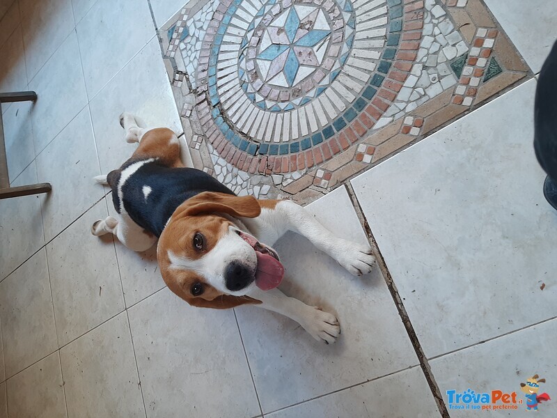 Cuccioli di Beagle con Pedigree Enci - Foto n. 7