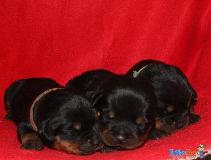 Cuccioli di Rottweiler Disponibili in Allevamento - Foto n. 2