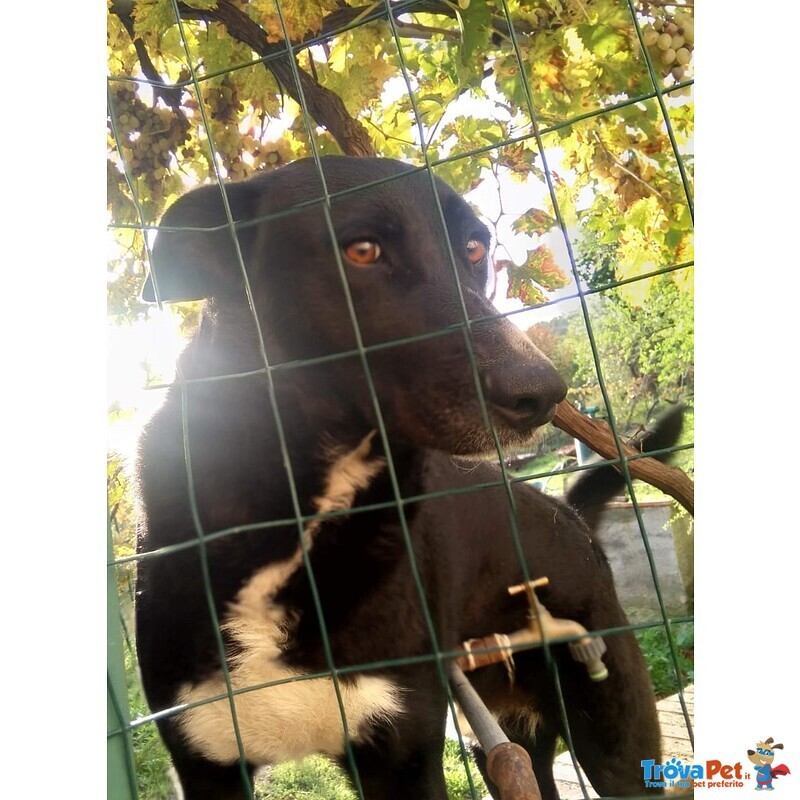 Golia cane di Taglia Media in Adozione in Tutta Italia - Foto n. 3