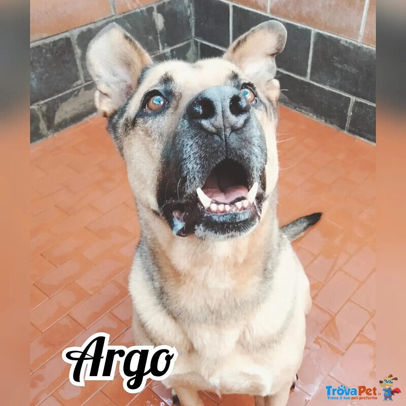 Argo, per Amanti Della Razza Pitbull - Foto n. 6