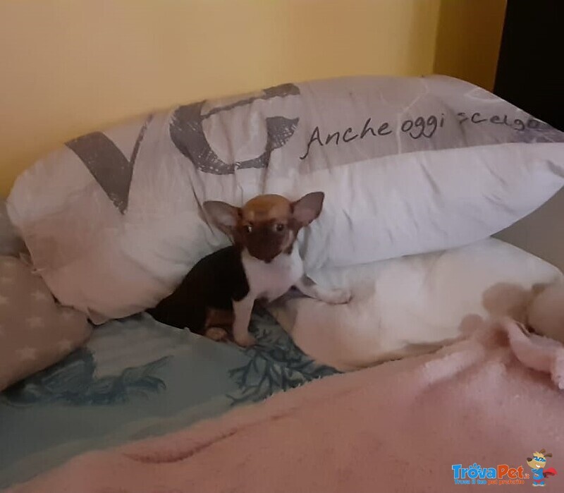 Chihuahua toy e Mini - Foto n. 2