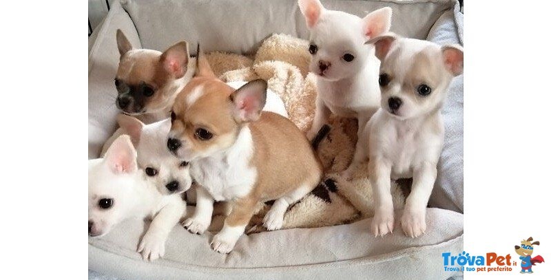 Chihuahua toy Cuccioli con Pagamento Personalizzato - Foto n. 1