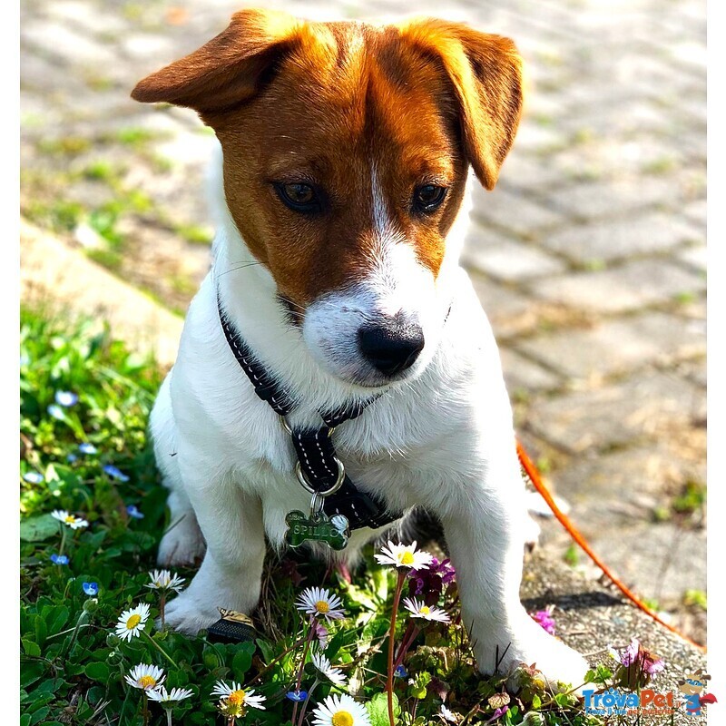 Cuccioli jack Russell Terrier - Foto n. 6