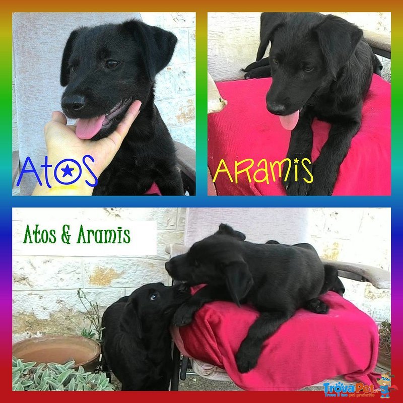 Athos e Aramis Cuccioli mix- Labrador di 3 Mesi - Foto n. 3