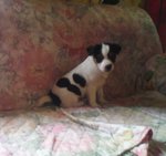 Cucciole jack Russel Terrier - Foto n. 2