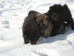 Cuccioli Eurasier - Foto n. 3