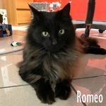 Romeo, un Gatto di un anno e Mezzo!