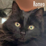 Romeo, un Gatto di un anno e Mezzo! - Foto n. 2