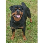 🐶 Rottweiler di 1 anno e 1 mese in vendita a Cassacco (UD) da privato