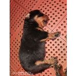 Cuccioli Rottweiler - Foto n. 4