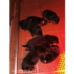 Cuccioli Rottweiler - Foto n. 5