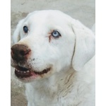 Blanco Incrocio Labrador Husky - Super Adozione del Cuore - Foto n. 2