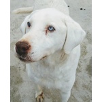 Blanco Incrocio Labrador Husky - Super Adozione del Cuore - Foto n. 3