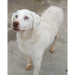 Blanco Incrocio Labrador Husky - Super Adozione del Cuore - Foto n. 4