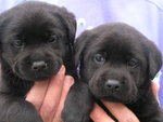 Labrador Cuccioli Disponibili - Foto n. 2
