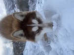 Accoppiamento Siberian Husky - Foto n. 4